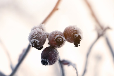 Photo of Berries on branch covered with hoarfrost outdoors, closeup. Winter morning