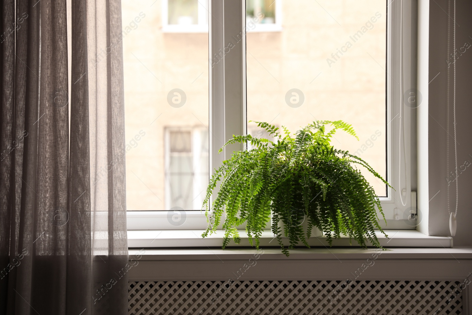 Photo of Beautiful potted fern plant on windowsill at home