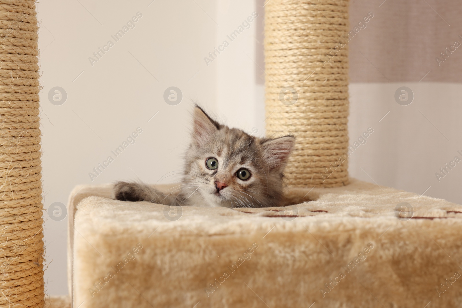 Photo of Cute fluffy kitten in house on cat tree at home