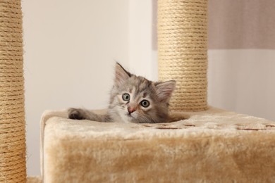 Cute fluffy kitten in house on cat tree at home