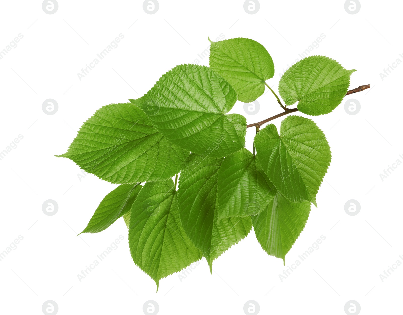 Photo of Branch with green leaves on white background