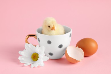 Cute chick in cup with white chrysanthemum flower, egg and piece of shell on pink background, closeup. Baby animal