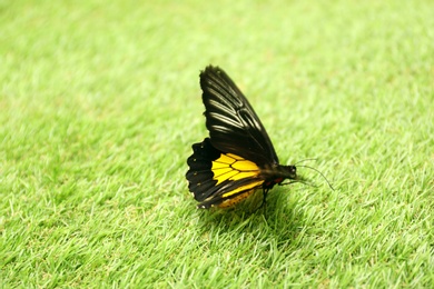 Photo of Beautiful Birdwing butterfly on green grass outdoors