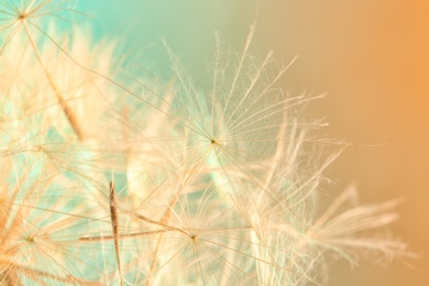 Photo of Dandelion seeds on color background, close up