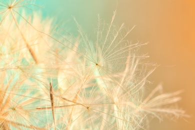 Dandelion seeds on color background, close up