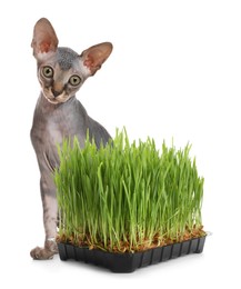 Image of Adorable cat and plastic container with fresh green grass on white background