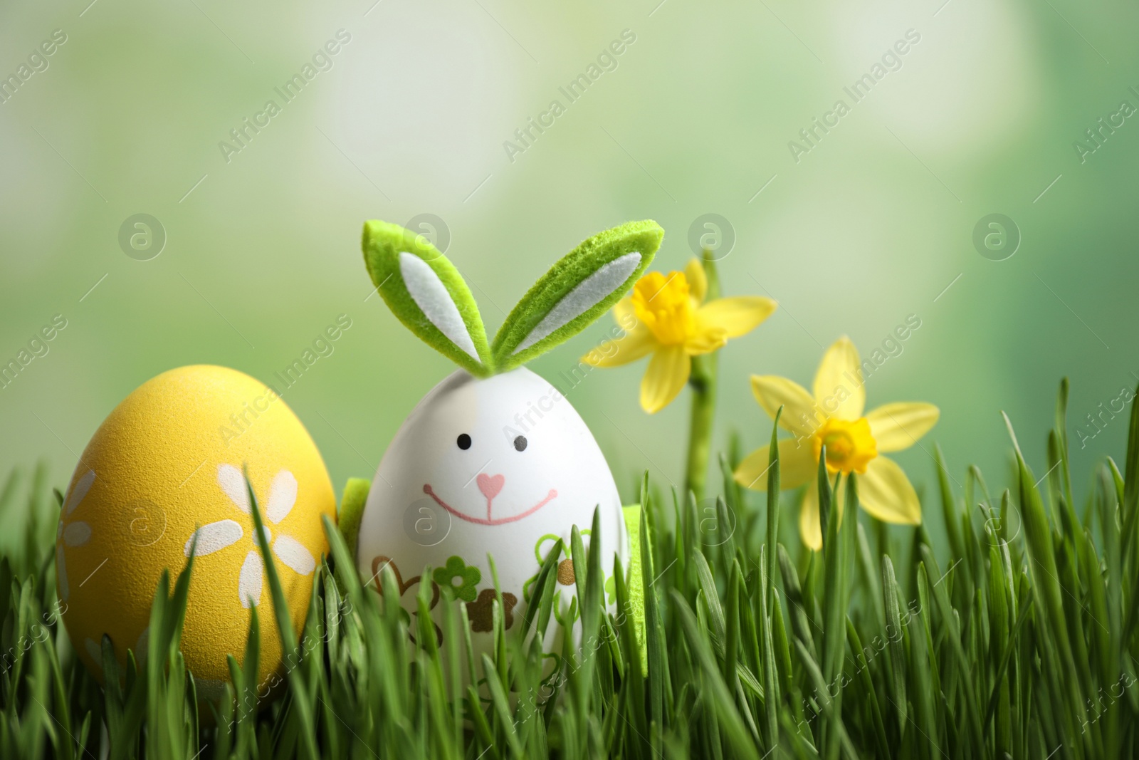 Photo of Colorful Easter eggs and narcissus flowers in green grass against blurred background, closeup