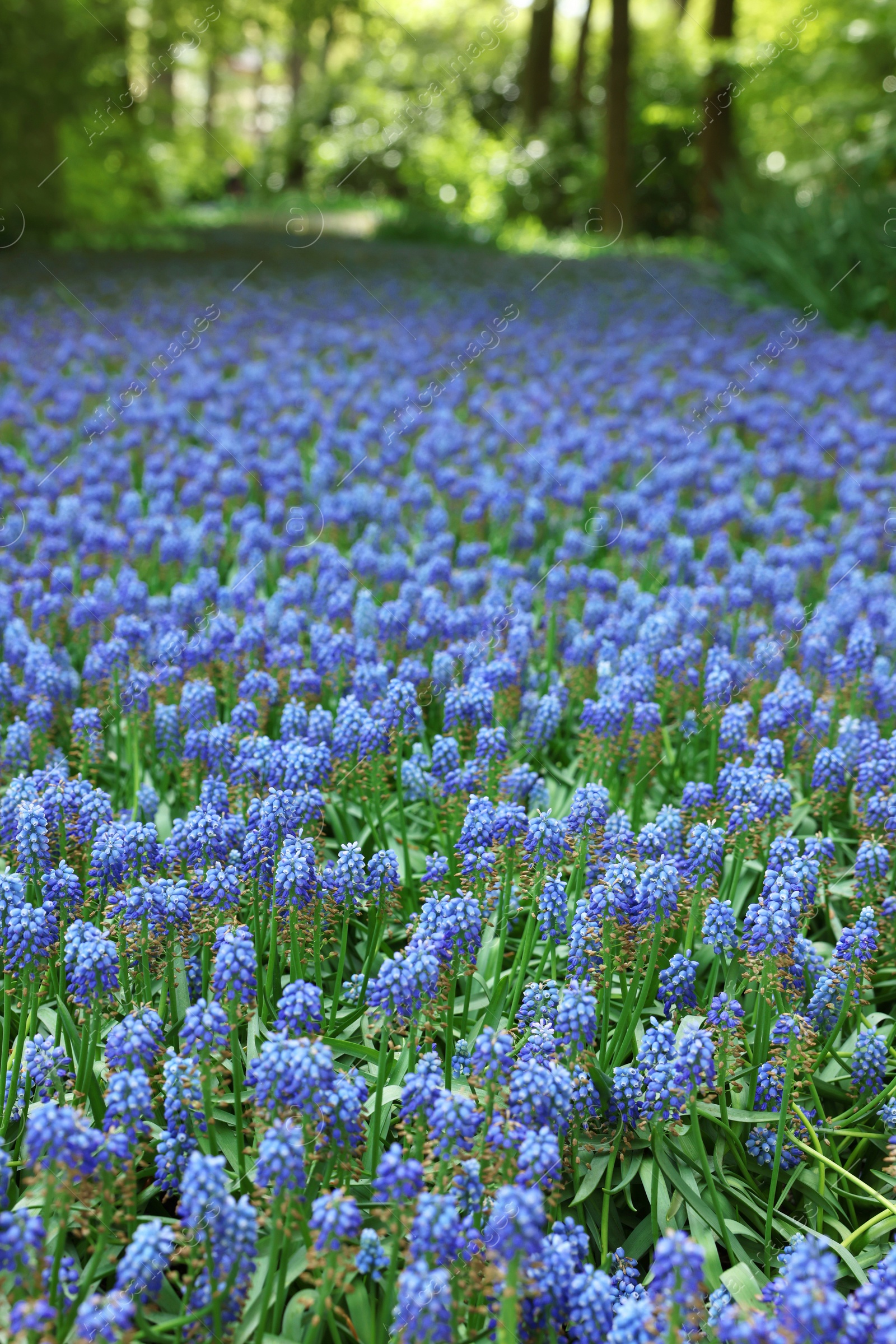 Photo of Many beautiful muscari flowers in park. Spring season