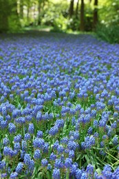 Photo of Many beautiful muscari flowers in park. Spring season