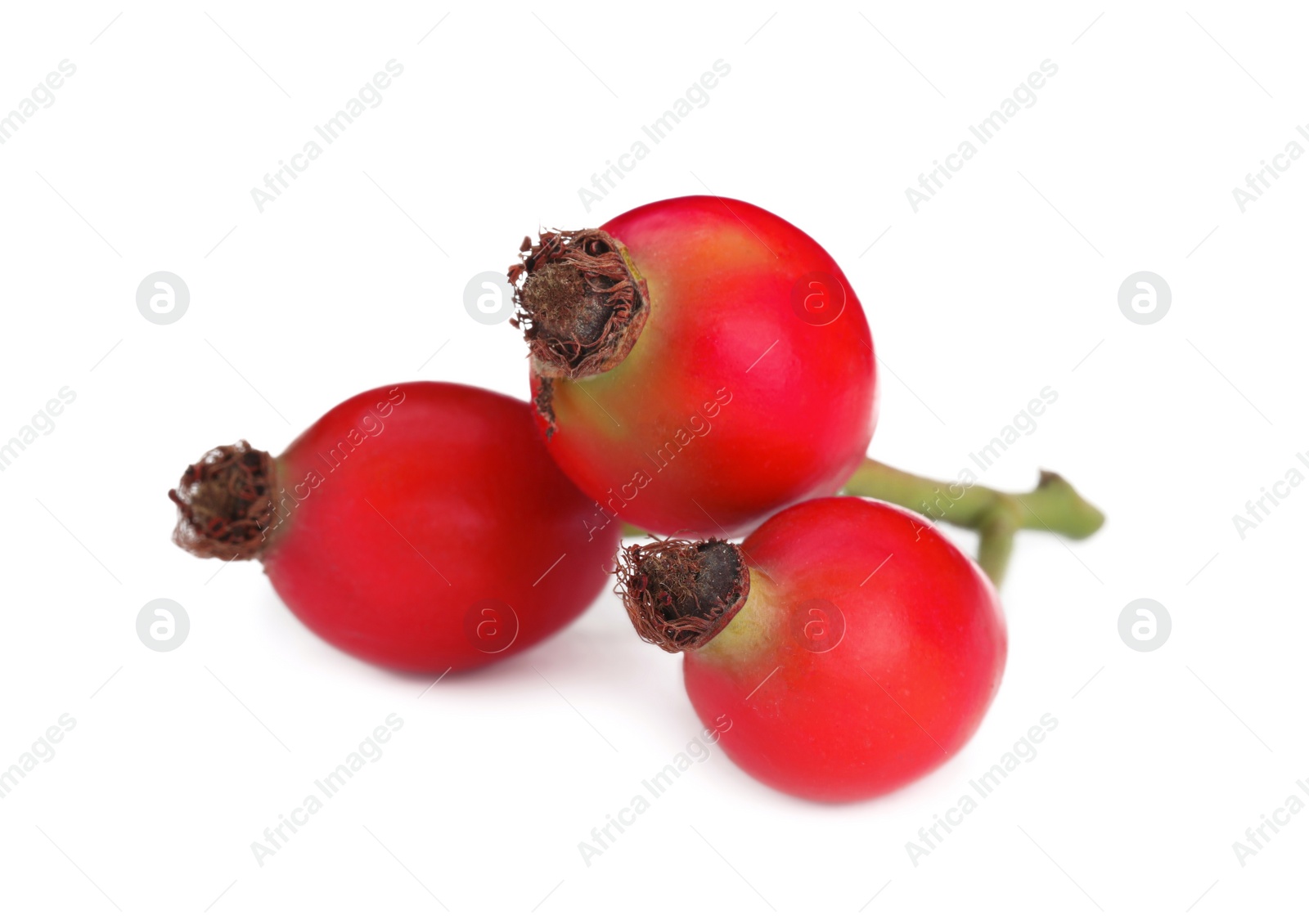 Photo of Ripe rose hip berries on white background