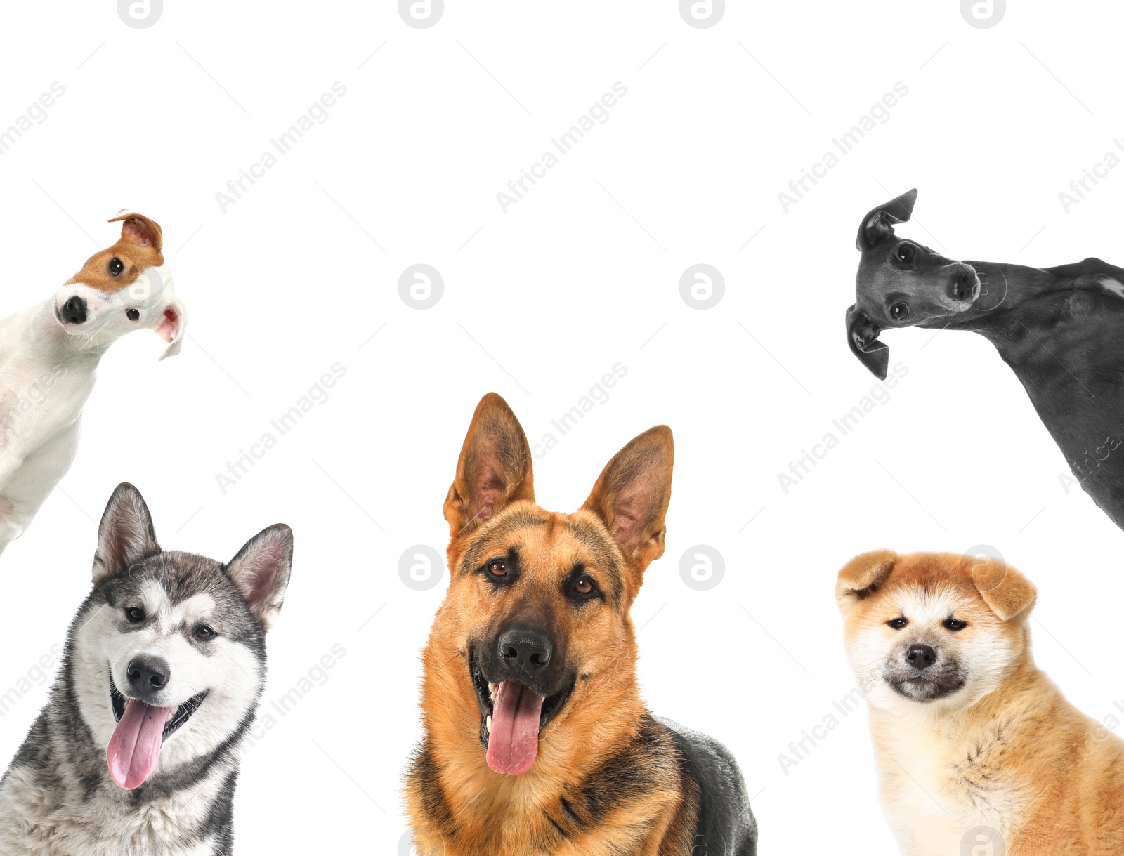 Image of Set with different cute dogs on white background. Adorable pets