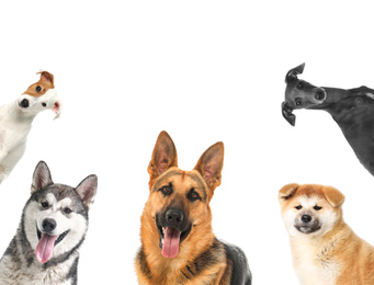 Set with different cute dogs on white background. Adorable pets