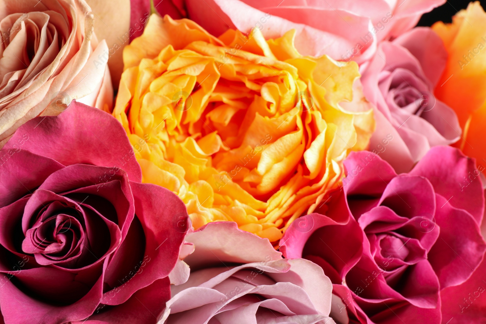 Photo of Beautiful fresh roses as background, closeup view. Floral decor