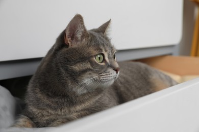 Photo of Beautiful grey tabby cat in drawer of dresser at home, closeup. Cute pet