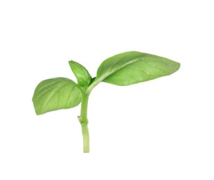 Photo of Fresh green basil leaves isolated on white