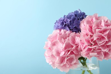 Photo of Beautiful bright hortensia flowers on light blue background, closeup. Space for text