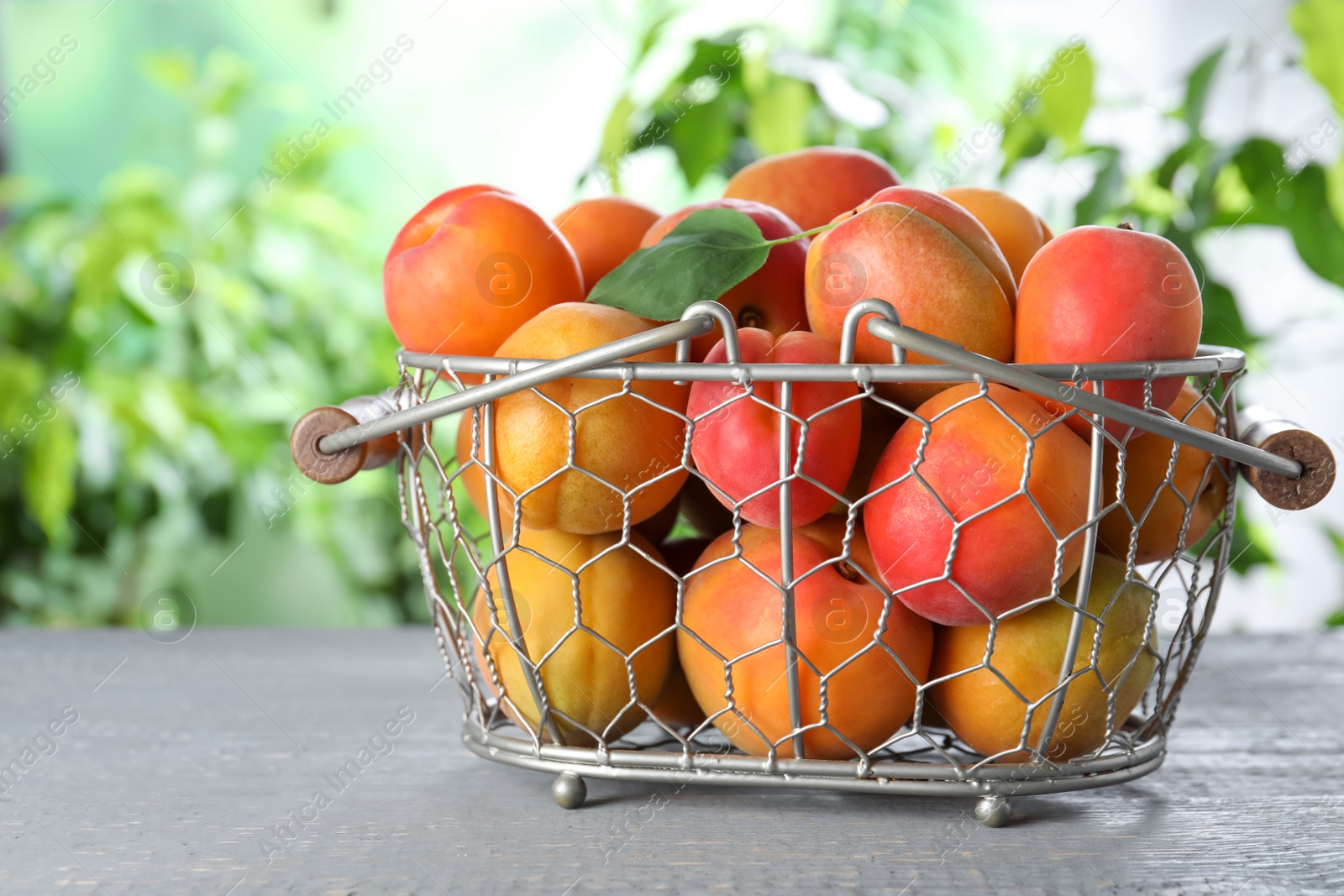 Photo of Many fresh ripe apricots in metal basket on grey wooden table against blurred background