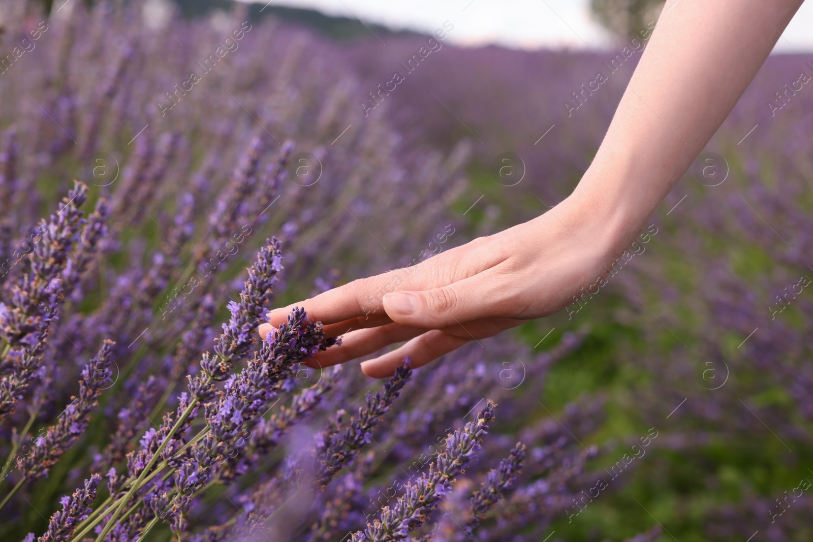 Photo of Woman touching beautiful lavender in field, closeup