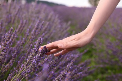 Woman touching beautiful lavender in field, closeup