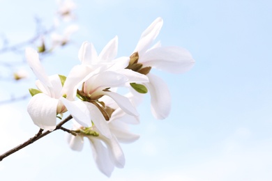 Photo of Magnolia tree branches with beautiful flowers against blue sky, space for text. Awesome spring blossom
