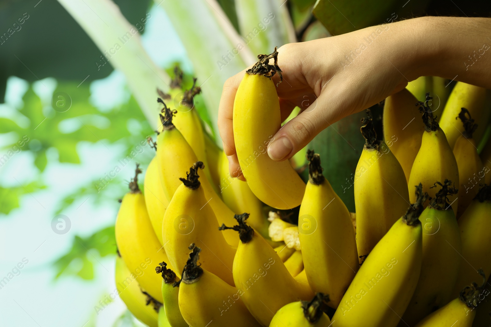 Photo of Woman picking ripe banana from tree outdoors, closeup. Space for text