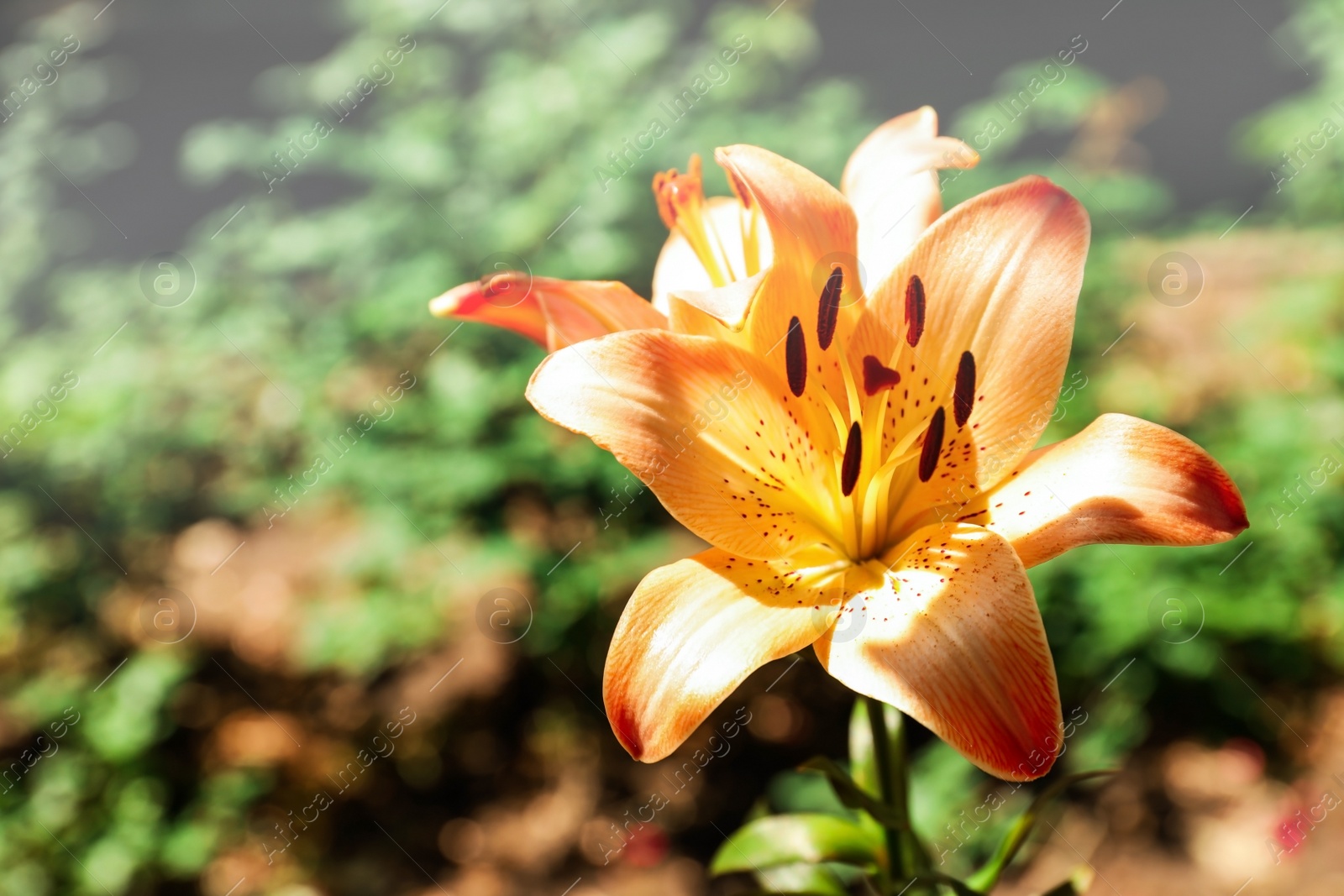 Photo of Beautiful blooming lily flower in garden, closeup