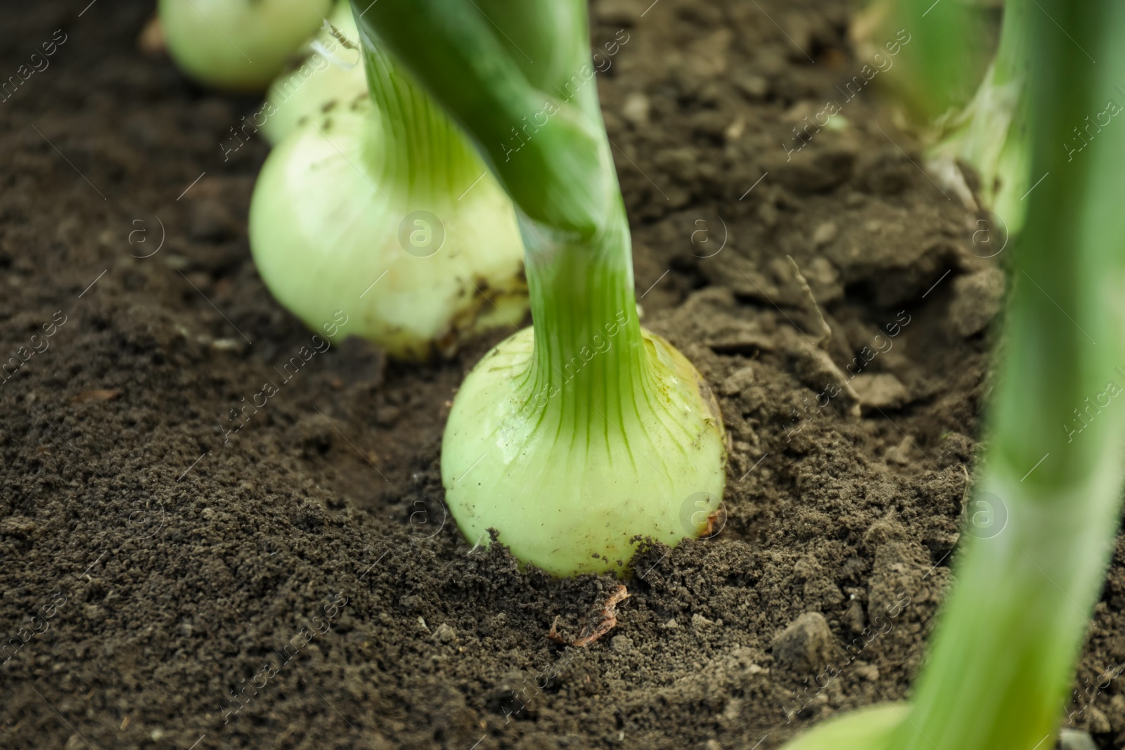 Photo of Green onions growing in field, closeup. Harvest season