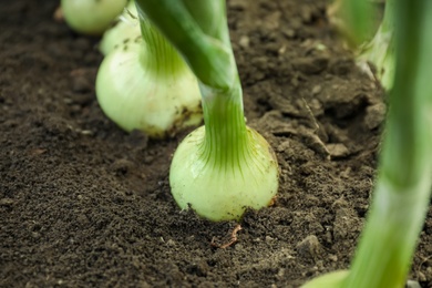 Photo of Green onions growing in field, closeup. Harvest season