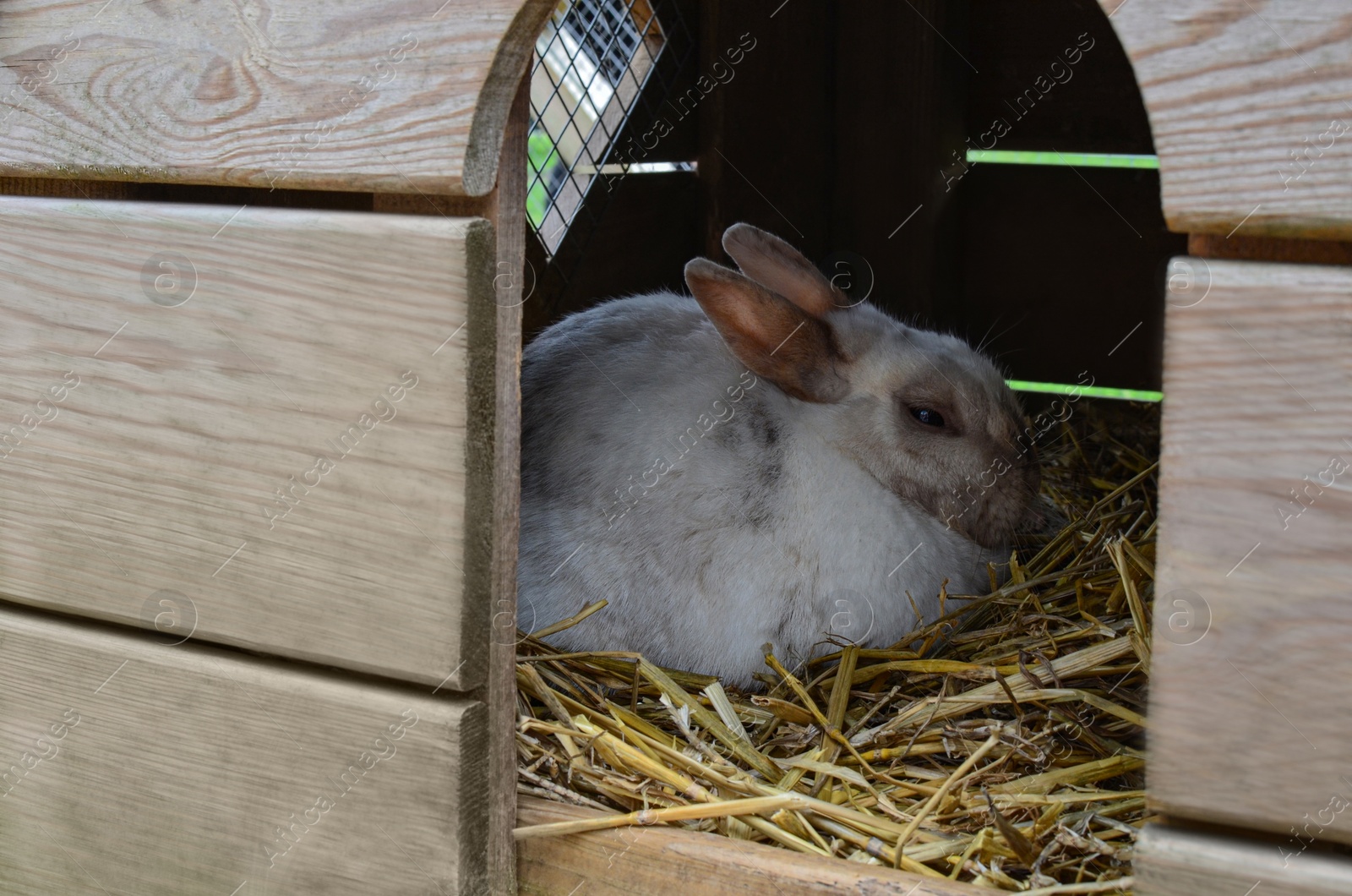 Photo of Cute little rabbit resting in hutch on farm