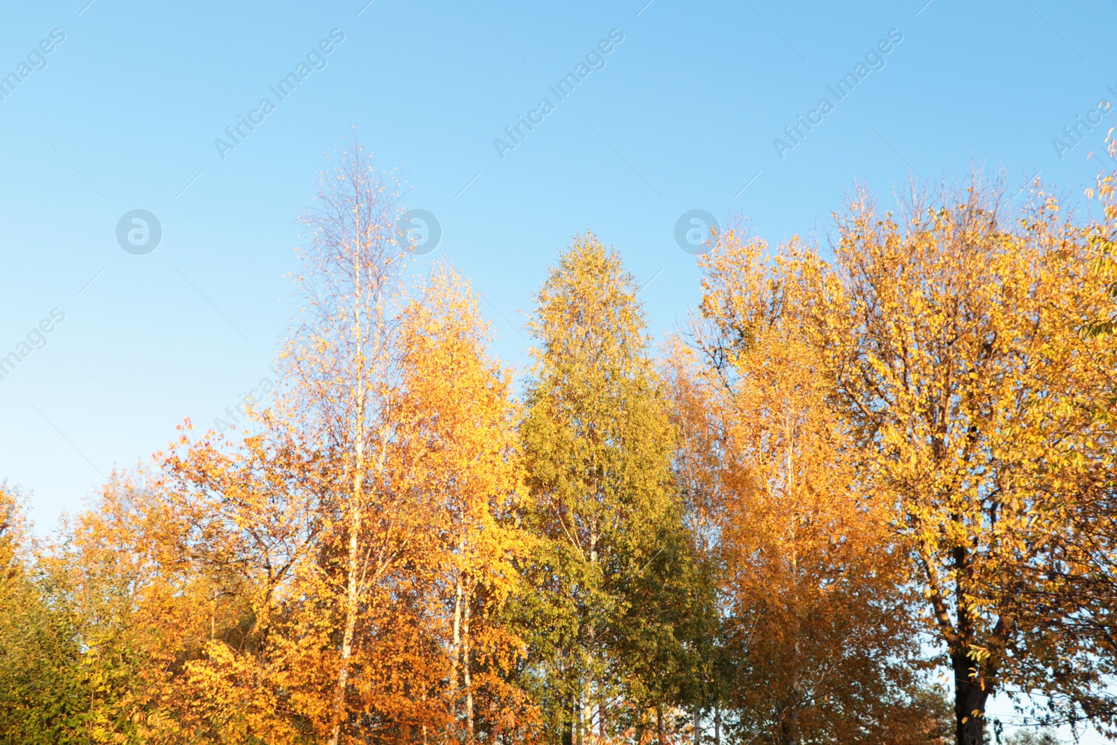 Photo of Beautiful trees with bright leaves against sky on autumn day