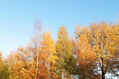 Photo of Beautiful trees with bright leaves against sky on autumn day