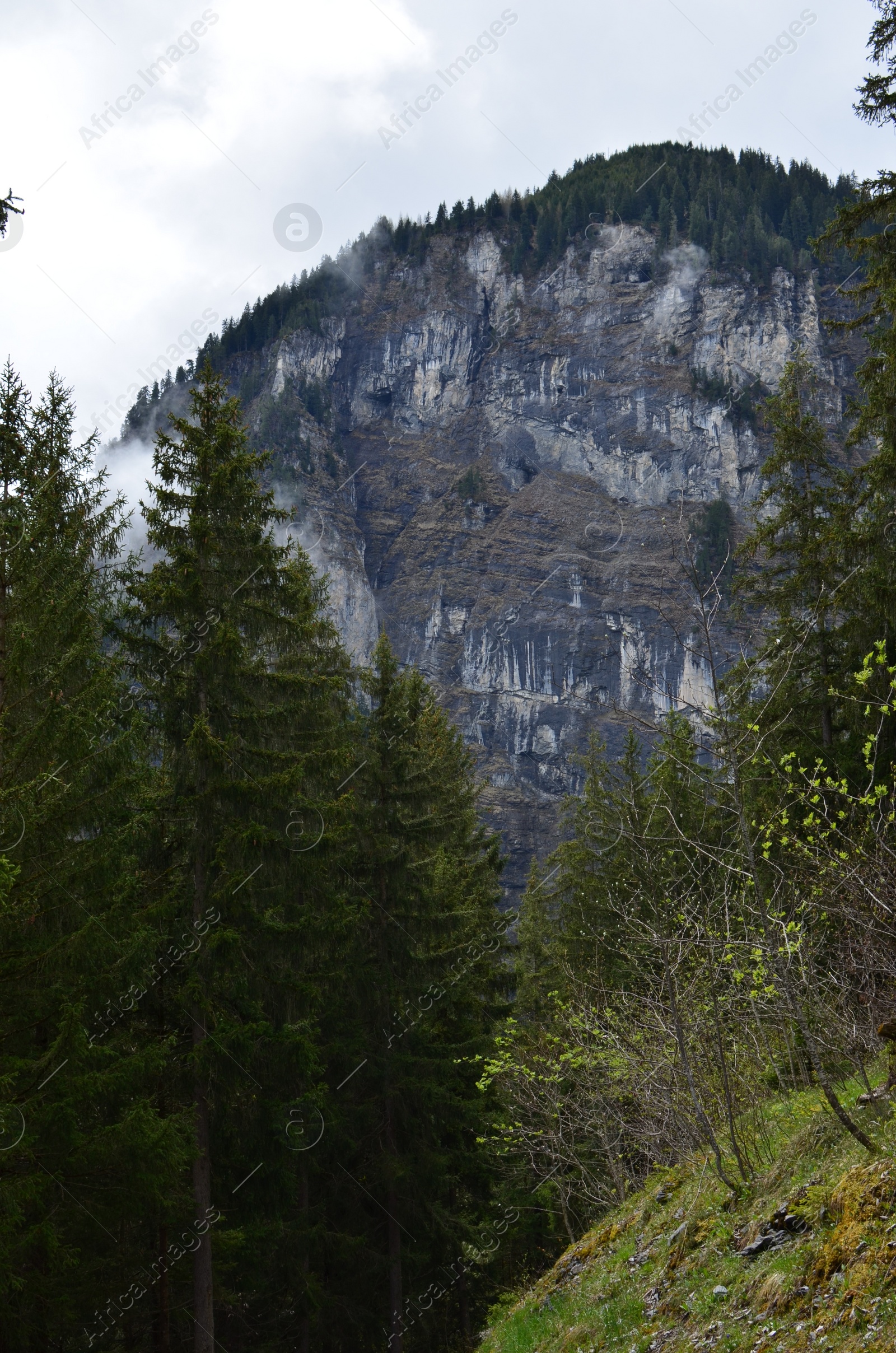 Photo of Picturesque view of beautiful mountains and green trees under sky