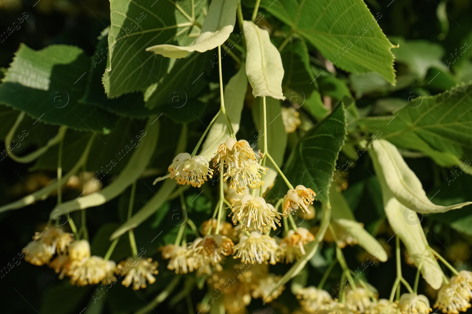 Photo of Beautiful linden tree with blossoms and green leaves outdoors, closeup