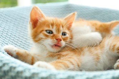 Photo of Sleepy cute little kittens on light blue blanket