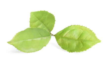 Fresh green tea leaves isolated on white