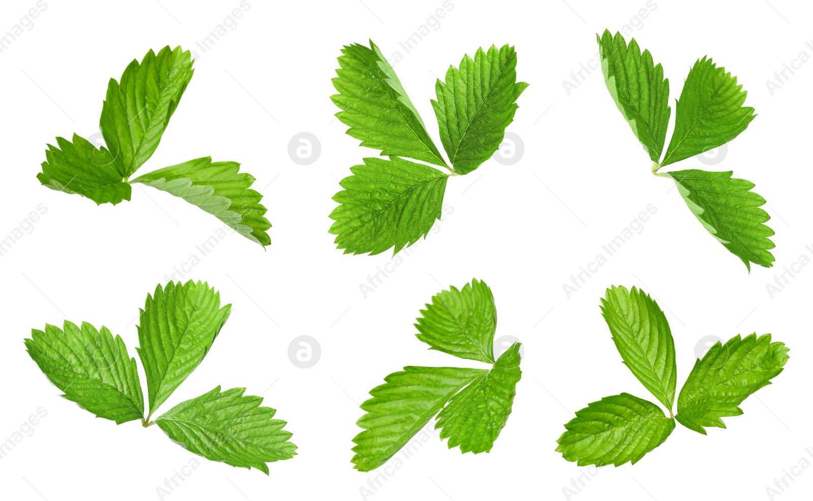 Image of Set with bright green wild strawberry leaves isolated on white