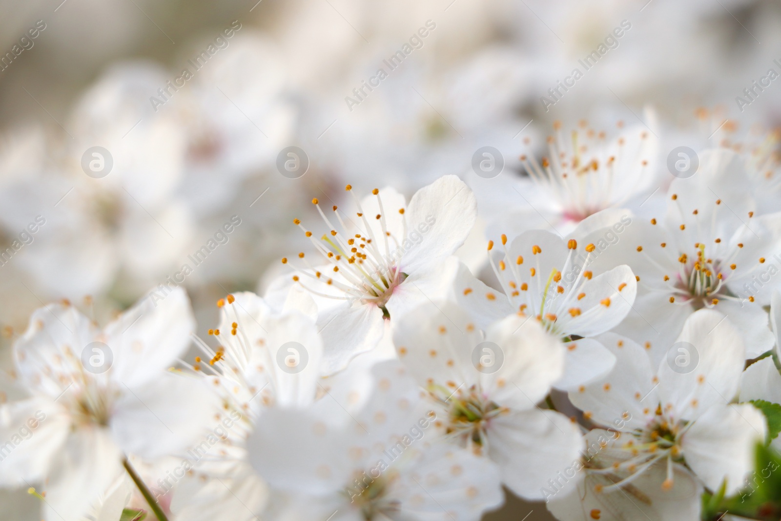 Photo of Cherry tree with white blossoms on blurred background, closeup. Spring season