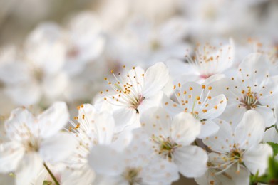 Photo of Cherry tree with white blossoms on blurred background, closeup. Spring season