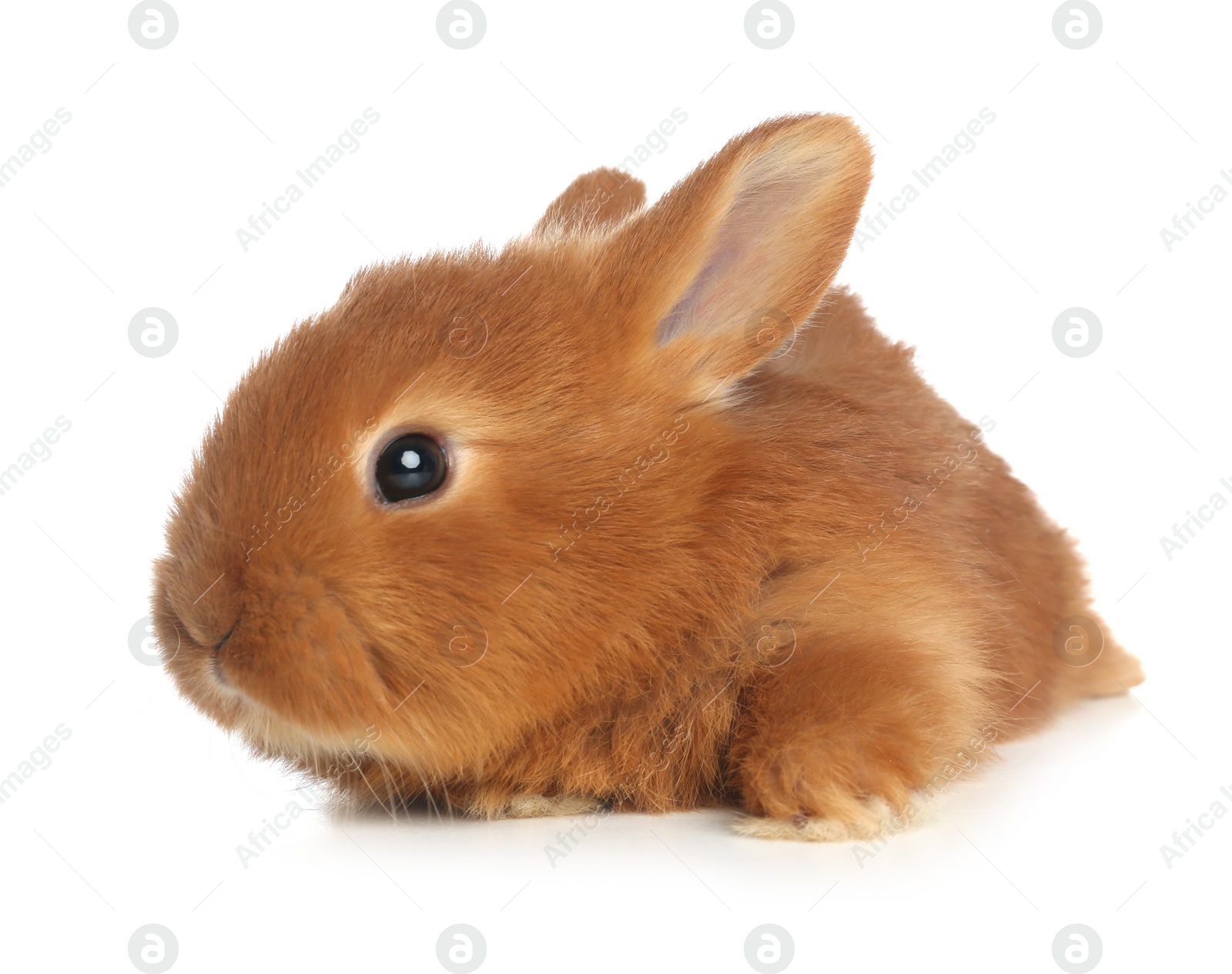 Photo of Adorable fluffy bunny isolated on white. Easter symbol