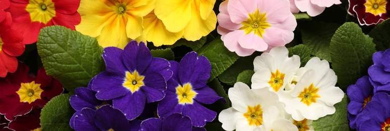 Image of Beautiful spring primula (primrose) flowers as background, top view. Banner design