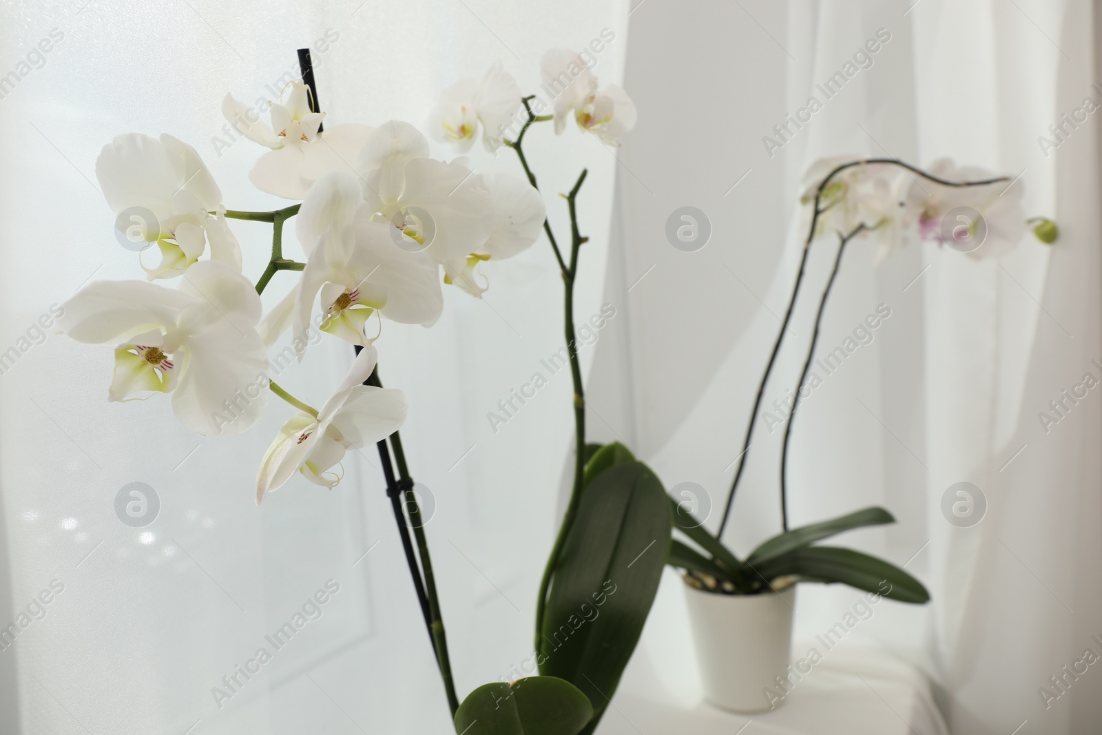 Photo of Branches with beautiful orchid flowers on windowsill, closeup