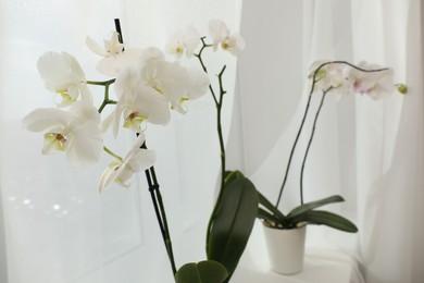 Branches with beautiful orchid flowers on windowsill, closeup