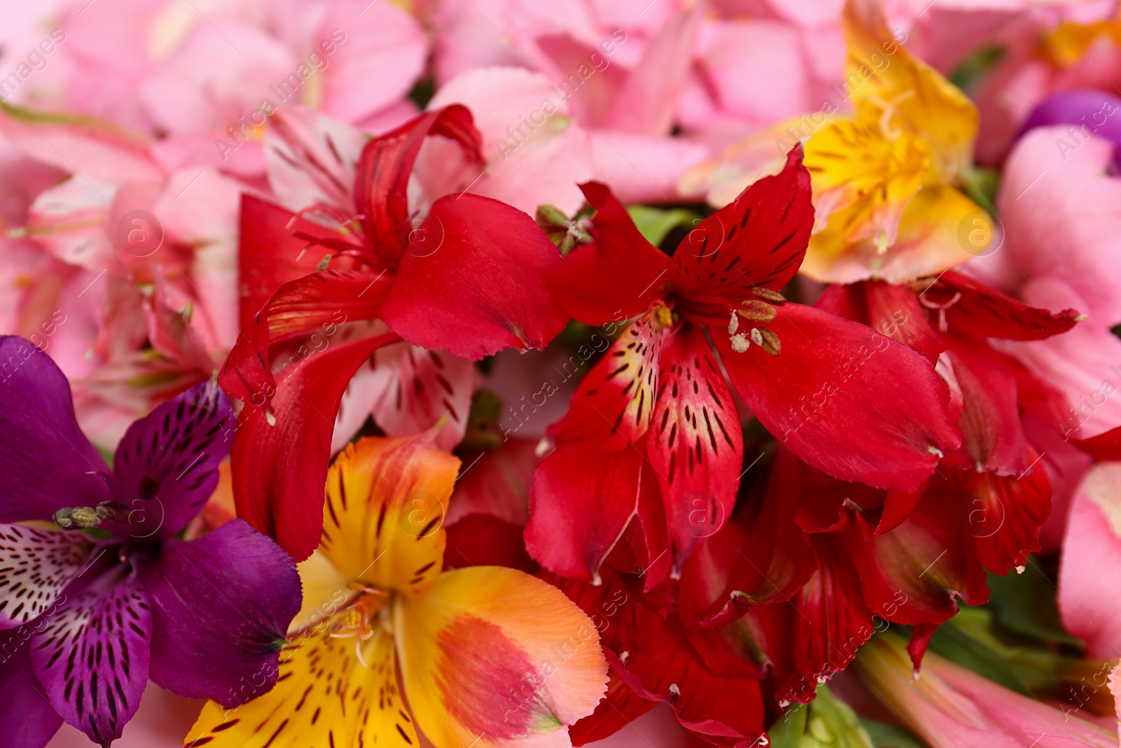 Photo of Different beautiful alstroemeria flowers as background, closeup