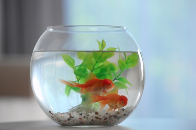 Beautiful bright goldfish in aquarium on table