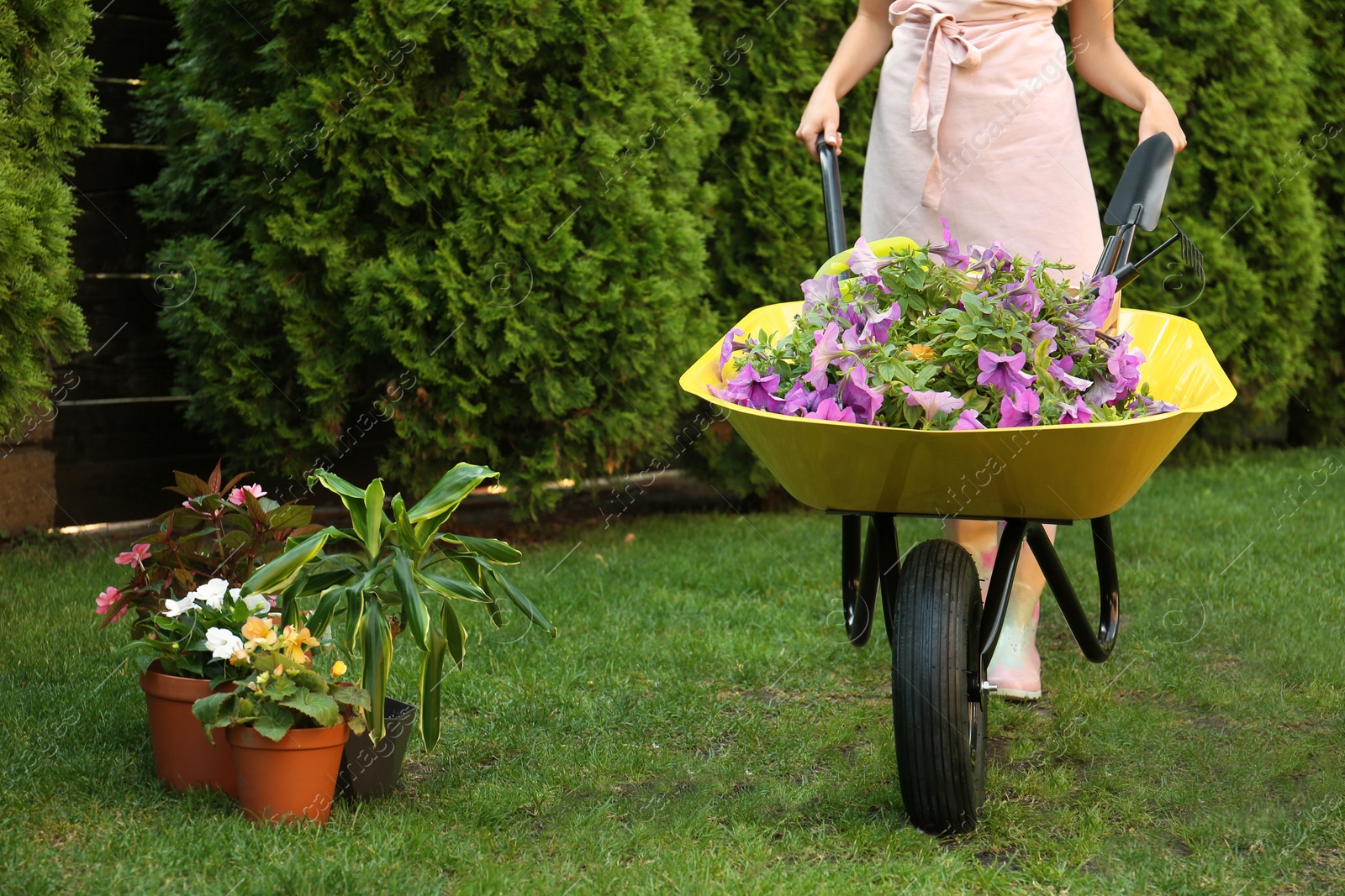 Photo of Woman with wheelbarrow working in garden, closeup