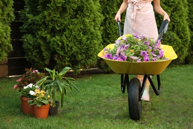 Photo of Woman with wheelbarrow working in garden, closeup
