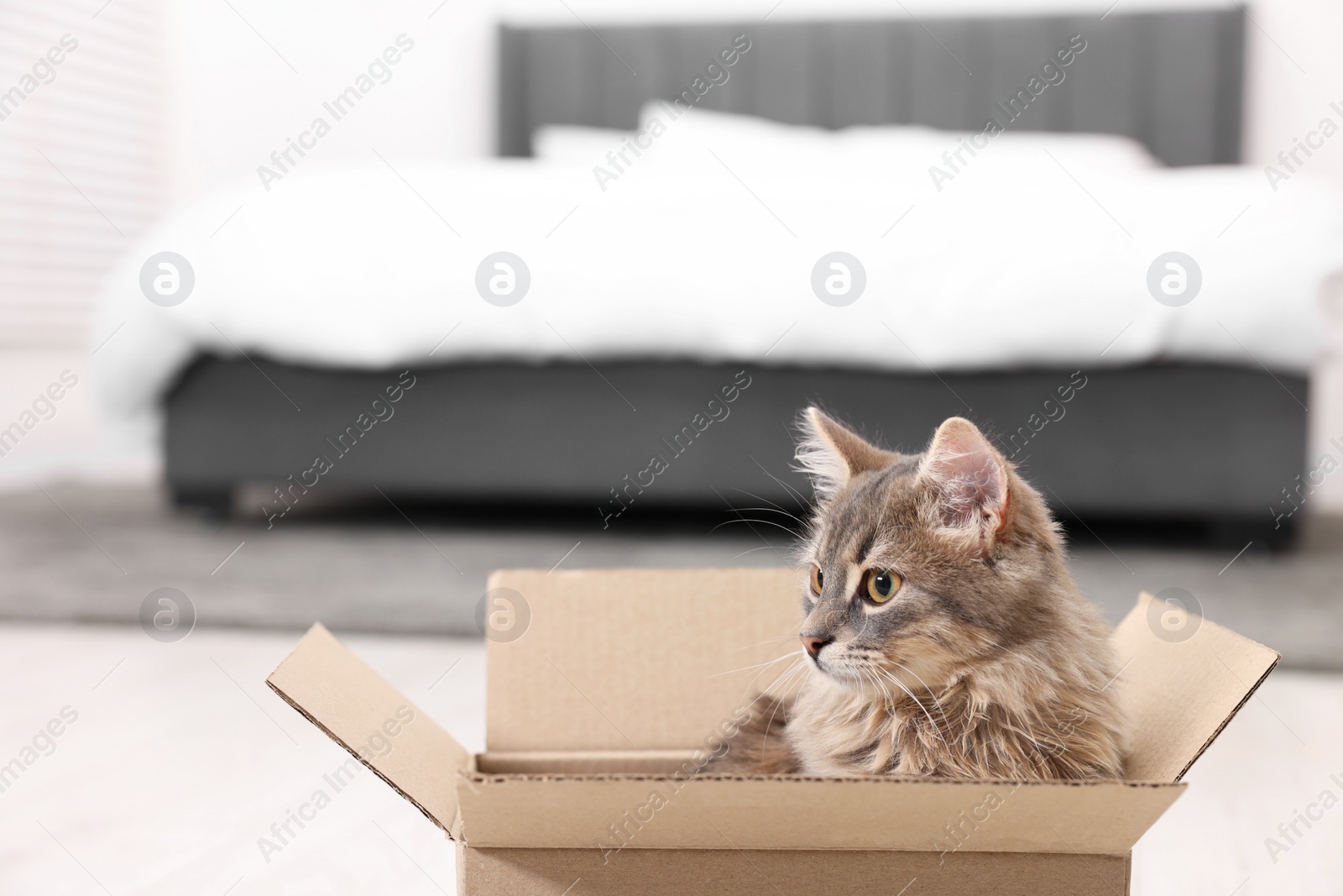 Photo of Cute fluffy cat in cardboard box at home. Space for text