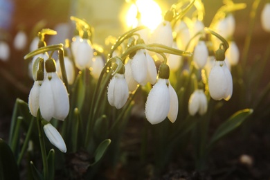 Photo of Fresh blooming snowdrops growing outdoors. Spring flowers