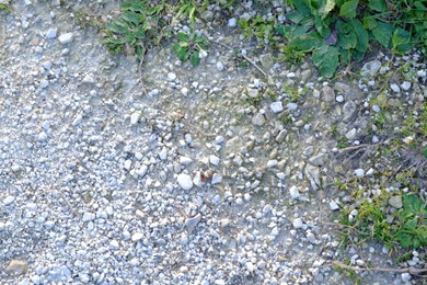 Photo of Small stones and plants outdoors, top view