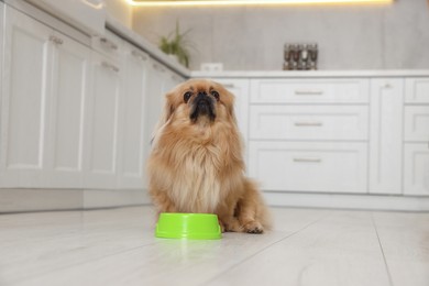 Photo of Cute Pekingese dog near pet bowl in kitchen. Space for text
